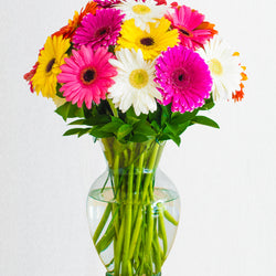 Sonrisa de gerberas