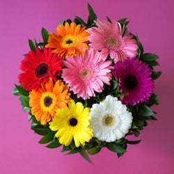 RAMO DE GERBERAS