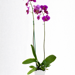 Orquidea