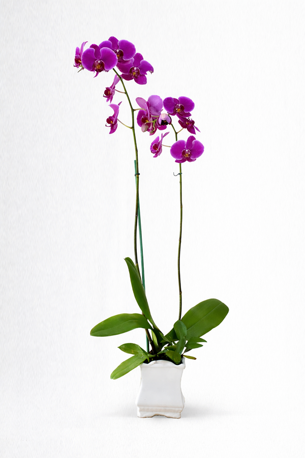 Orquidea